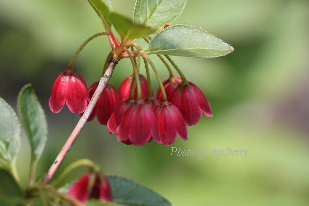 IMG_2791　ベニドウダン