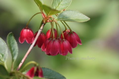 IMG_2791　ベニドウダン