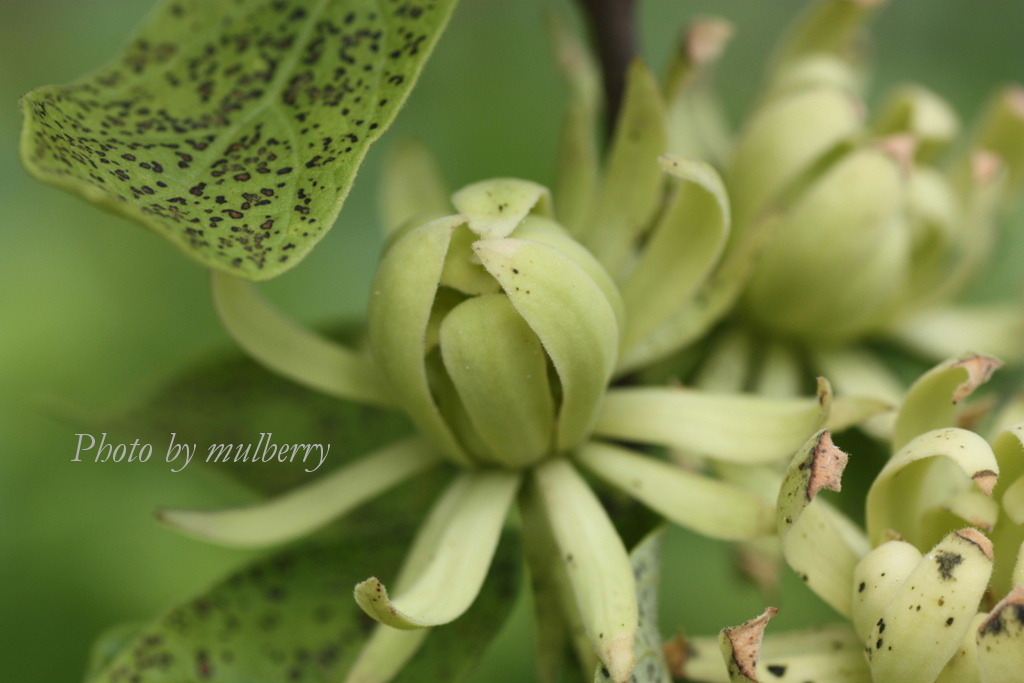 IMG_2906　キバナロウバイ