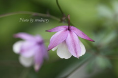 IMG_2912　ツリガネオダマキ