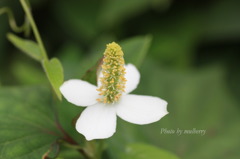 ドクダミ３－１