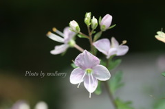 IMG_2831 キクバクワガタソウ