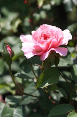 バラ　ピンク
