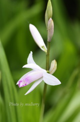 IMG_2914　シラン