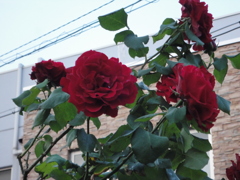 薔薇の紅