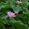 蓮の森