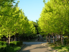 新緑強調