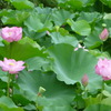 蓮の花咲く