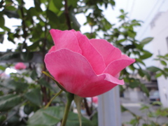 ROSE_PINK