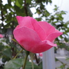 ROSE_PINK