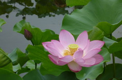 Lotus Flower