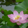 Lotus Flower