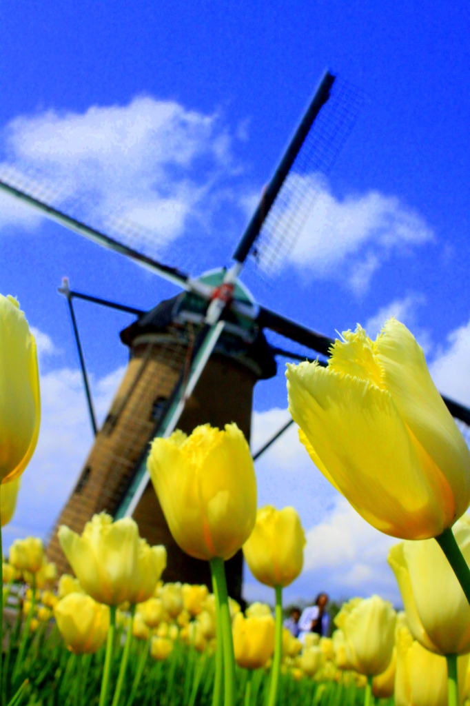 風車とチューリップ