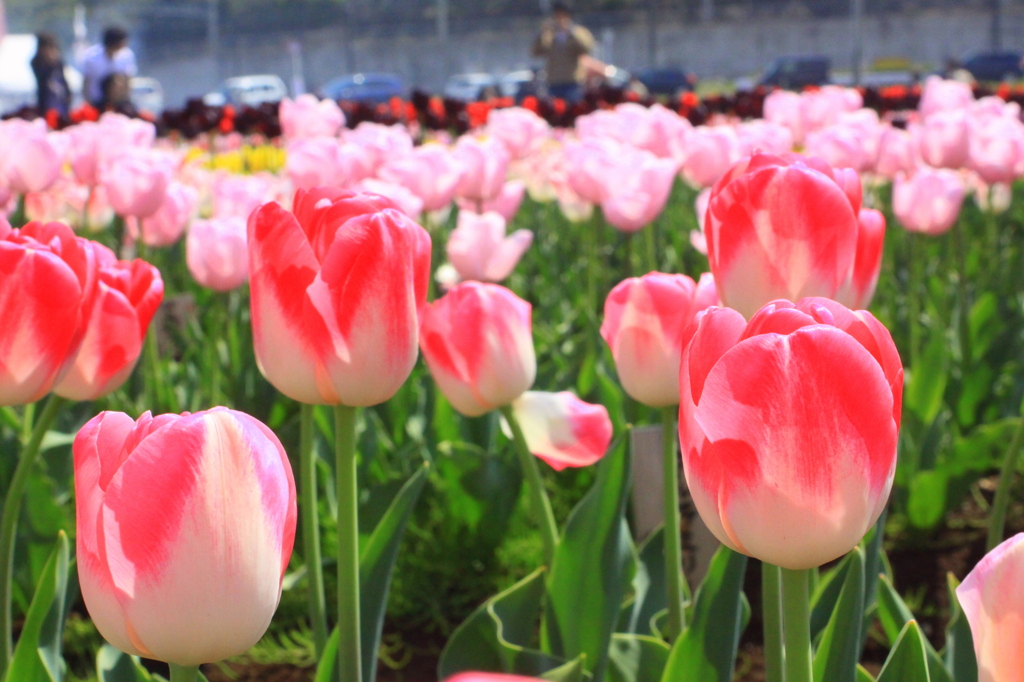 チューリップ