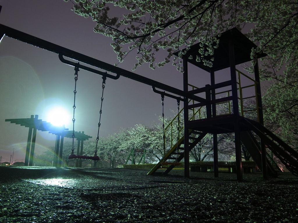夜桜