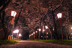 夜桜