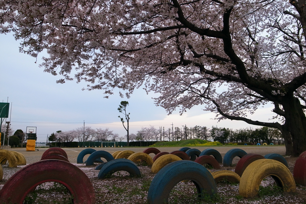 学校の桜