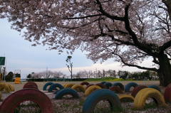 学校の桜