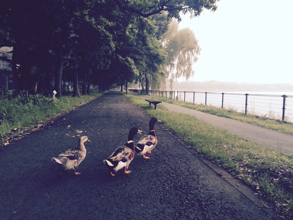 01c4eb51cd818aef3783b4dcb24dc1f0b6bcc91f