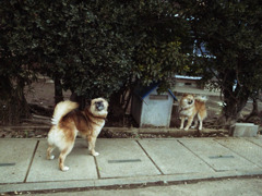 R0029741のコピー