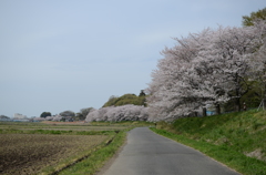 DSC_7906