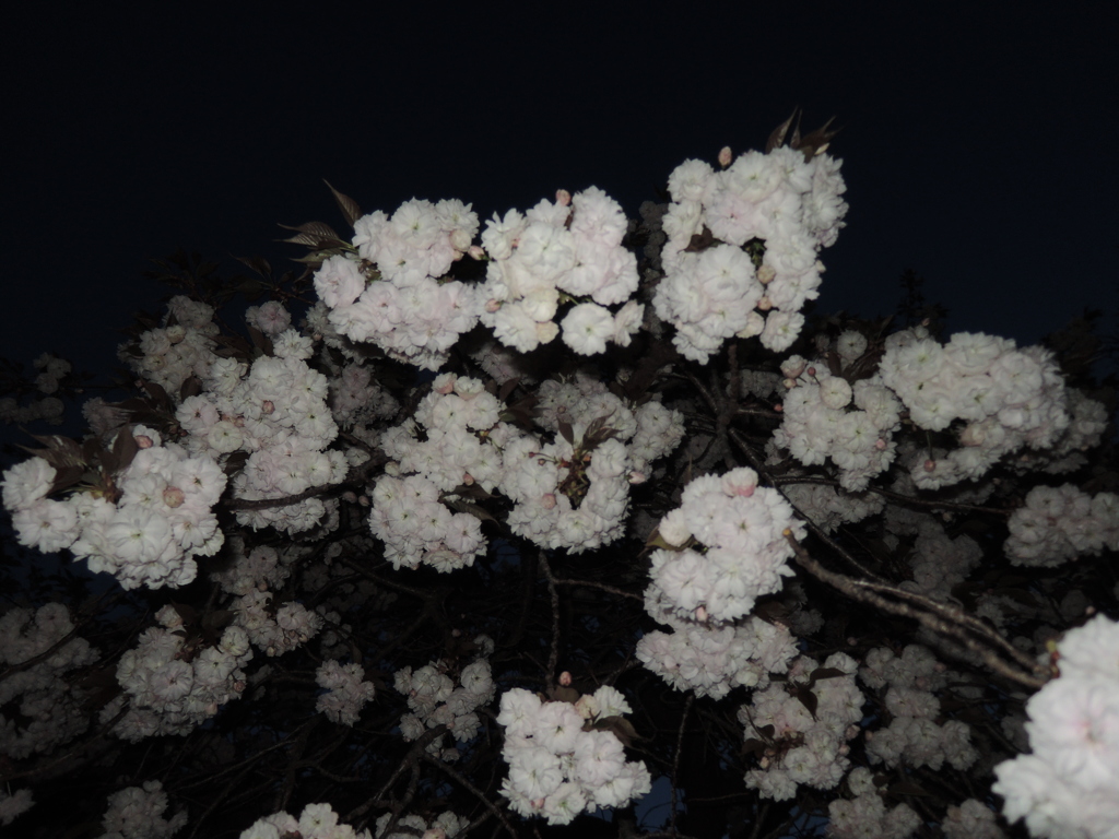 DSCN4491
