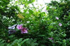 R0014416