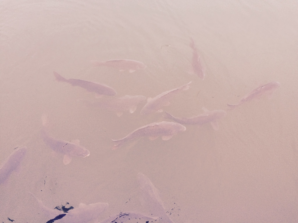 01f92dfea55051223e698bf307c7a9a5e674c001