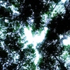 夏画