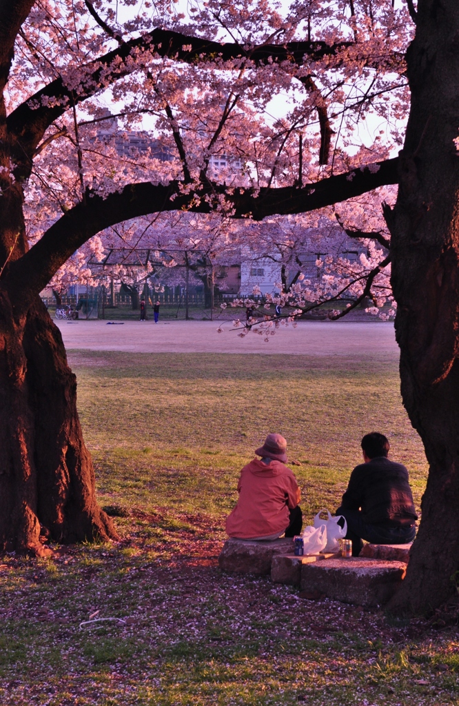 桜の樹の下で
