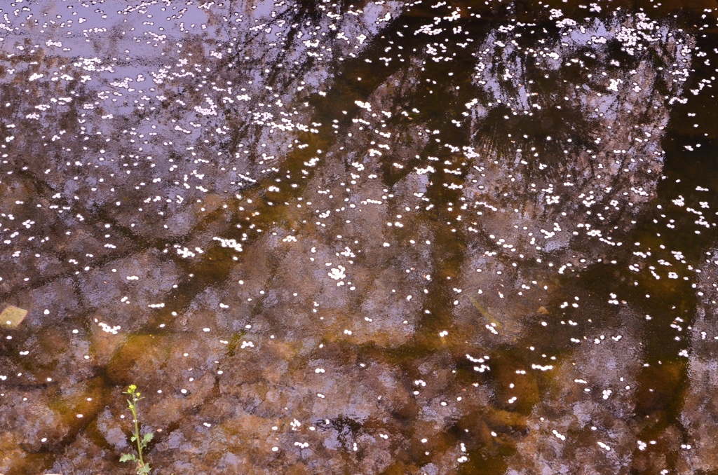 水面のキャンバス