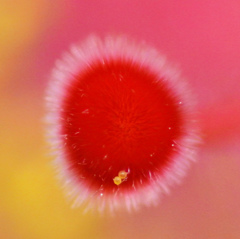 Pollen