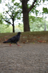 赤い長靴を履いた鳩