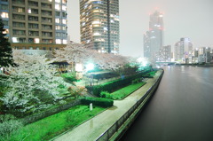 佃の夜桜