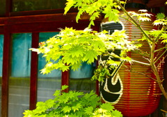 居酒屋の提灯