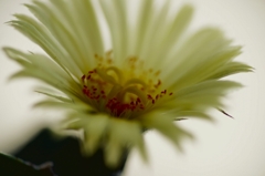 サボテンの花
