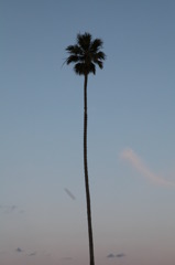 空へのびる椰子の木
