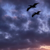 Twilight Pelican