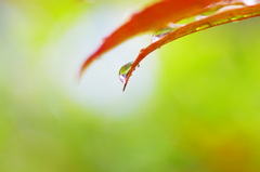 雫