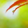 雫