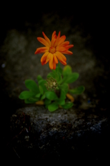 華一輪