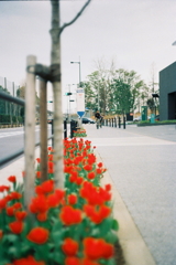 Miranda F/チューリップ