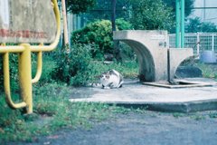 film