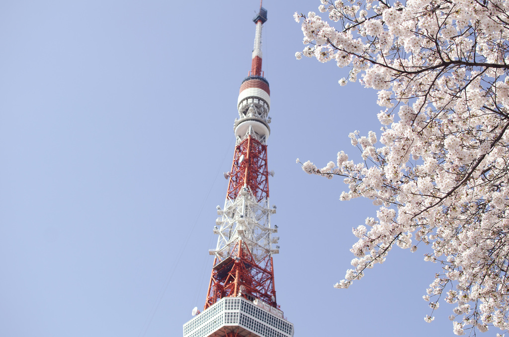 芝公園と桜