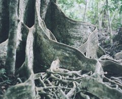 film