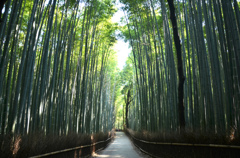竹林