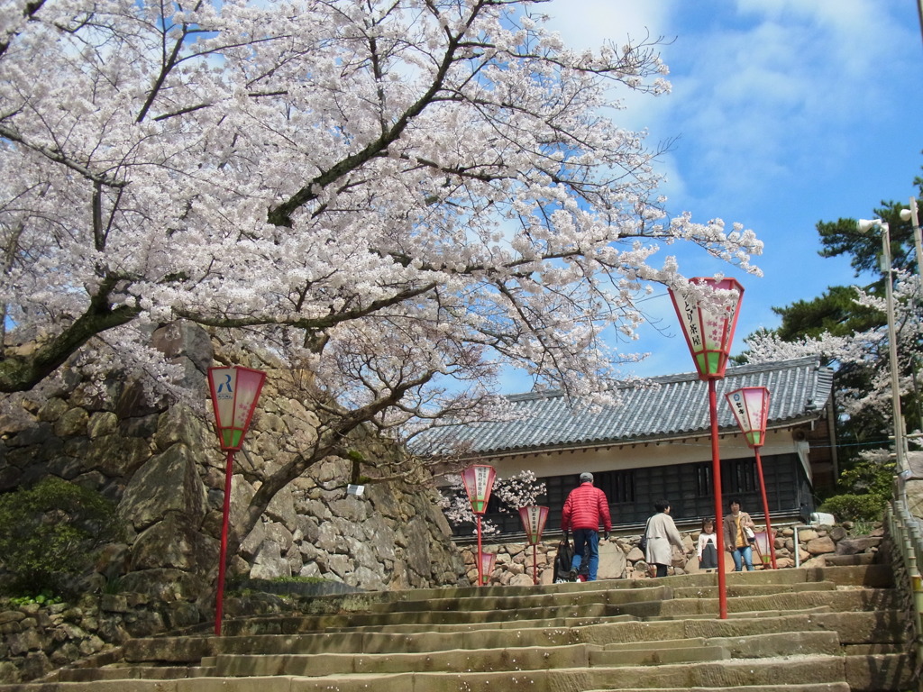 松江城　花見②