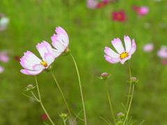 大山みるくの里