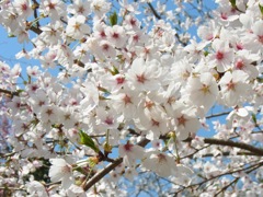 倉吉　打吹公園　満開！
