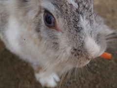 ニンジンを食べるウサギ